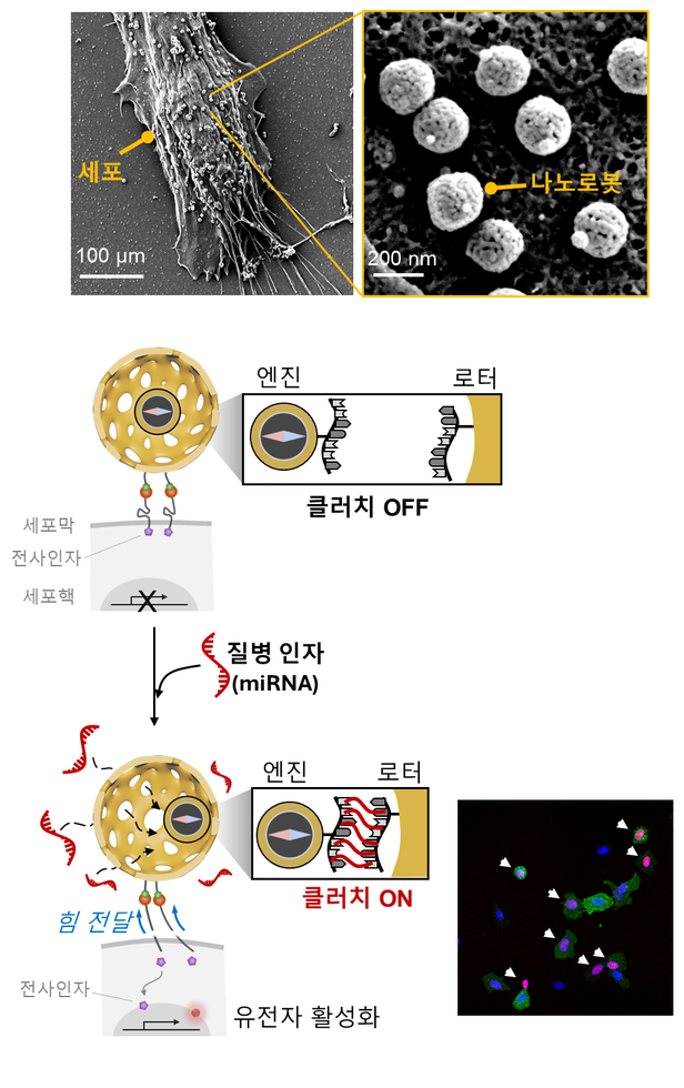 질병 인자를 감지하여 작동하는 클러치 나노로봇. (상단) 세포와 결합한 클러치 나노로봇의 전자현미경 사진. (하단) 질병 인자가 존재하는 경우 클러치 나노로봇이 힘을 발생해, 세포의 유전자 활성을 유도한다. 활성화된 세포는 빨간색 형광으로 표시했다./IBS
