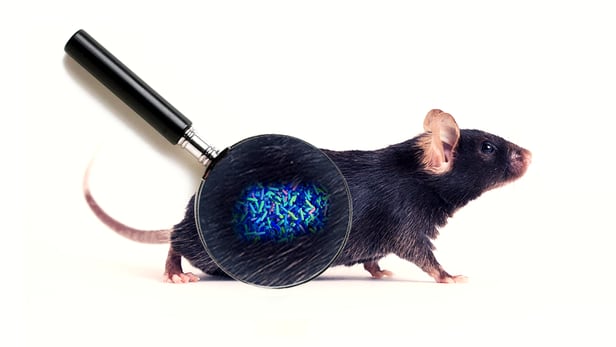 최근 실험에서 젊은 생쥐의 대변에 있는 장내세균이 나이든 쥐의 근육량을 늘리고 기억력도 높이는 것으로 나타났다. 젊은 똥이 회춘 효과를 낸 것이다./Jackson 연구소