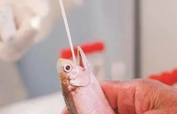 물고기에 코로나19 검사를 실시하는 모습. /웨이보 캡처