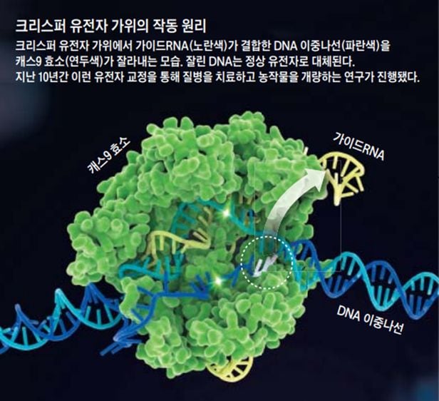 유전자 가위 기술을 가상으로 구현한 그림. 이 그림처럼 가위를 이용하는 것은 아니지만 효소를 이용해 특정 유전자 부위를 잘라내는 기술을 유전자 가위라고 부른다. /조선DB