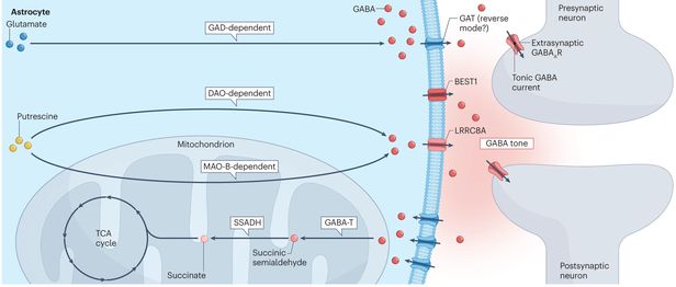 별세포가 신경전달물질인 가바(GABA)를 생성해 조절하는 원리./IBS