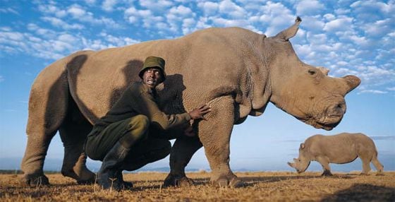 케냐의 올 페제타 보호구역에서 관리인이 전 세계에서 단 두 마리밖에 남지 않은 북부흰코뿔소 중 하나인 암컷 나진(28세)을 살피고 있다. 뒤로 다른 암컷인 파투(18세)가 보인다.