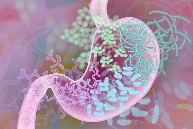 우리 몸에는 장내세균이 인체세포보다 10배나 많다. 장내세균은 소화기관은 물론 각종 장기와 뇌 기능까지 영향을 미치는 것으로 밝혀졌다. 최근에는 회춘 효과도 연구되고 있다./NIH