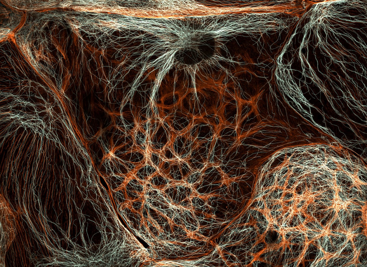 2025년 니콘 스몰 월드 현미경 사진전 6등작, 쥐 간세포, Francisco Lázaro-Diéguez/Nikon Small World