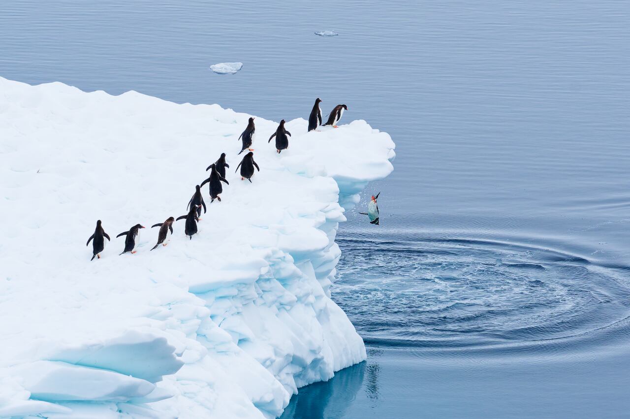 [사이언스샷] 도둑에 깜짝 놀란 독수리…웃음 주는 동물들 - 조선비즈