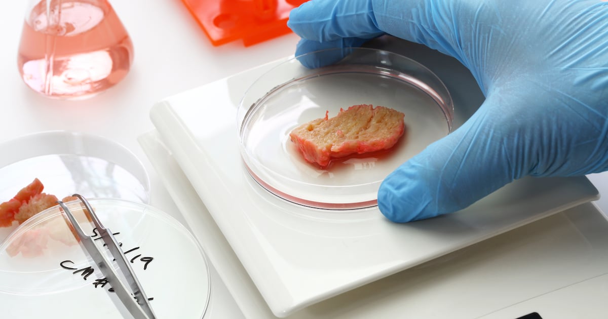 "소는 누가 키워? 세포가 키우지"...SK·한화·대상, 배양육에 꽂혔다 - 뉴스 썸네일 이미지