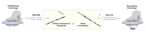 The difference in gene editing. The CRISPR-Cas9 gene scissors (left) cut both strands of DNA, but base editing (right) cuts one strand and changes only a single base, greatly reducing the chance of errors./Courtesy of bioRxiv