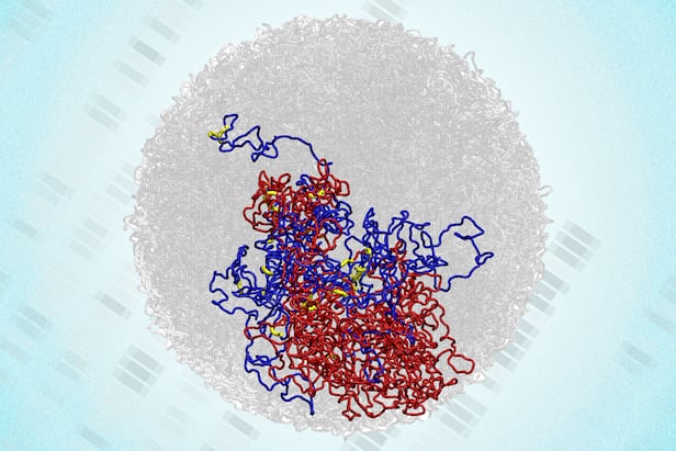 미국 매사추세츠 공과대(MIT) 연구진이 세포가 나뉘는 순간에도 유전자 조절에 관여하는 미세한 입체 구조(노란색)가 여전히 존재한다는 사실을 밝혀냈다./에드워드 바니건(Edward Banigan)