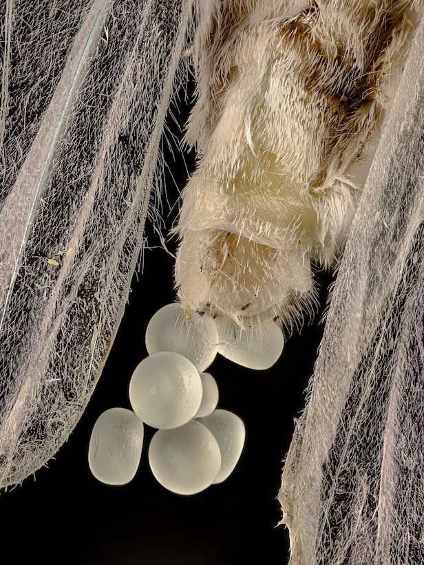 2025년 니콘 스몰 월드 현미경 사진전 15등작, 알을 낳는 자나방, Zhang You/Nikon Small World