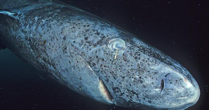 Greenland shark reveals genes that support 400-year lifespan and disease resistance