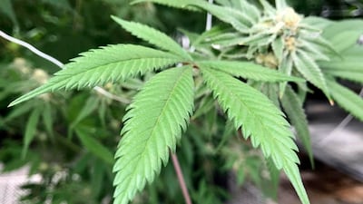 암·치매·파킨슨병 잡는 ‘의료용 대마’, 천연물 신약 산업 기폭제 되나
