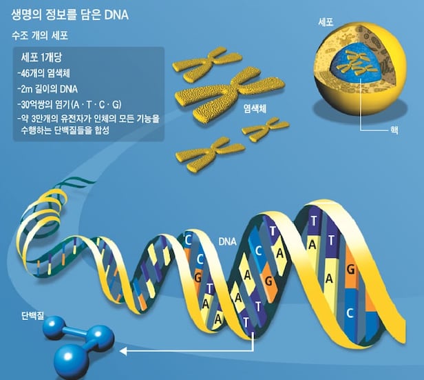 세포핵에 있는 염색체는 단백질의 설계도인 유전물질 DNA가 꼬여 있는 형태이다. 인간은 22가지 상염색체와 X, Y 성염색체를 갖고 있다./조선DB
