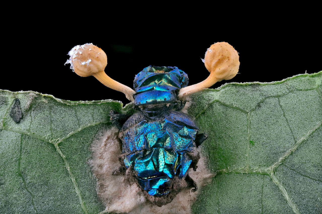 2025년 니콘 스몰 월드 현미경 사진전 19등작, 파리에 기생하는 곰팡이, Eduardo Agustin Carrasco/Nikon Small World
