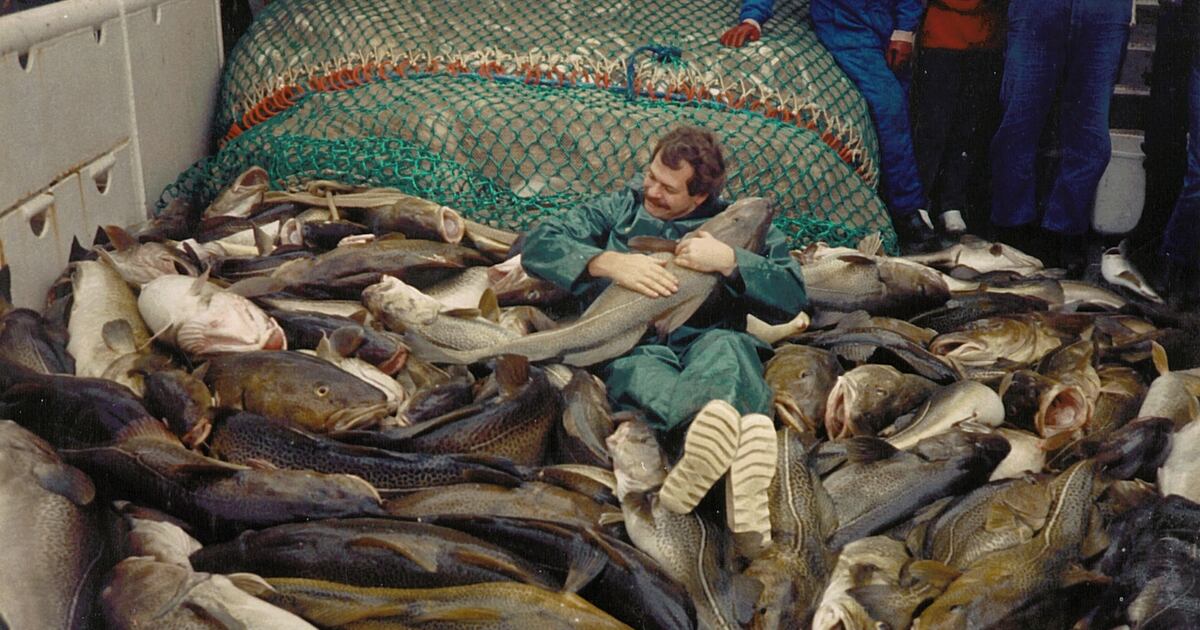 Overfishing and warming shrink cod size, alter genetics in Baltic Sea ...