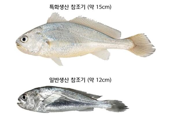 참조기 암컷 95% 특화기술 개발... 수과원 “천연사료·저수온 환경 만들어” - 조선비즈