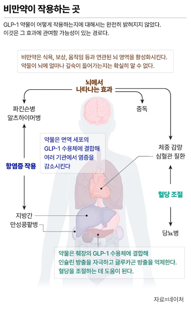 glp 1 효과 위고비 쇼크] 꿈의 비만약, 치매·심장병·알코올중독까지 치료하는 만병통치약일까