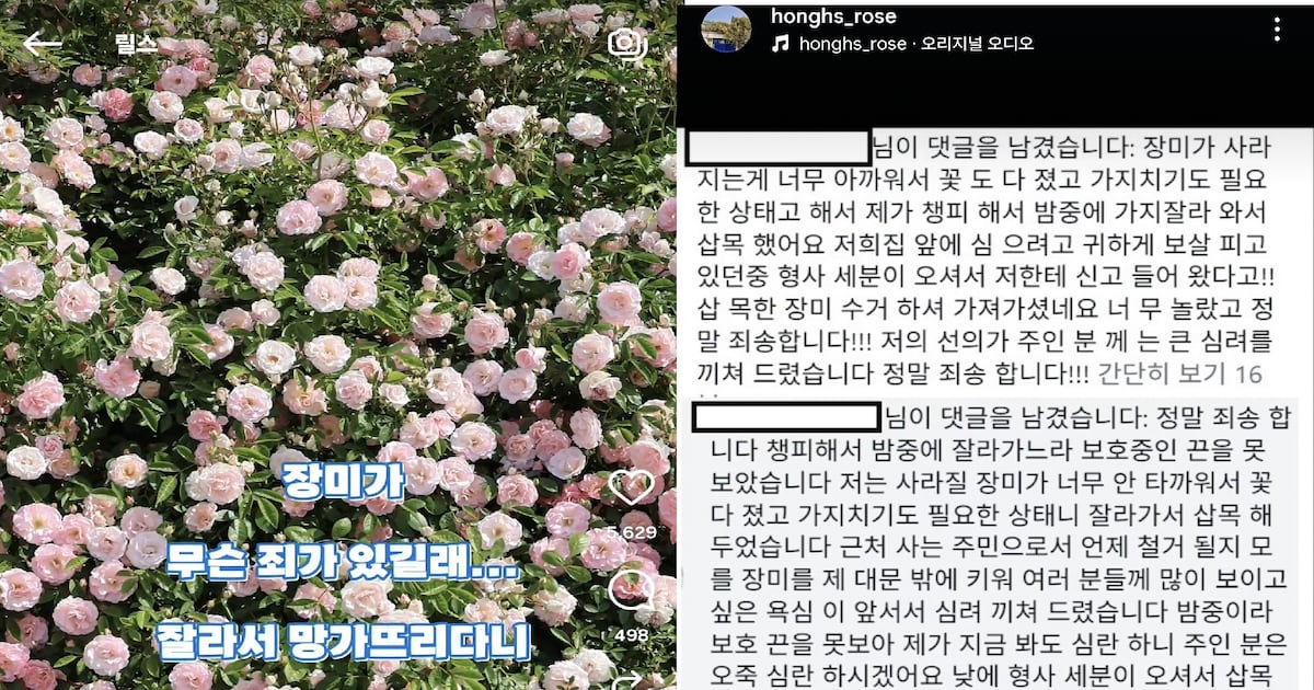 예뻐서 집에서 키우려고? 수원 명물 '파란 대문 장미' 꺾어간 60대들