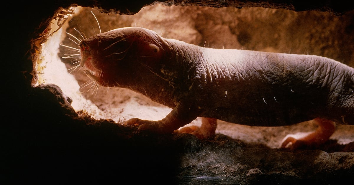 Naked Mole rat CGAS Mutation Boosts DNA Repair And Could Extend Human naked-mole-rat-cgas-mutation-boosts-dna-repair-and-could-extend-human