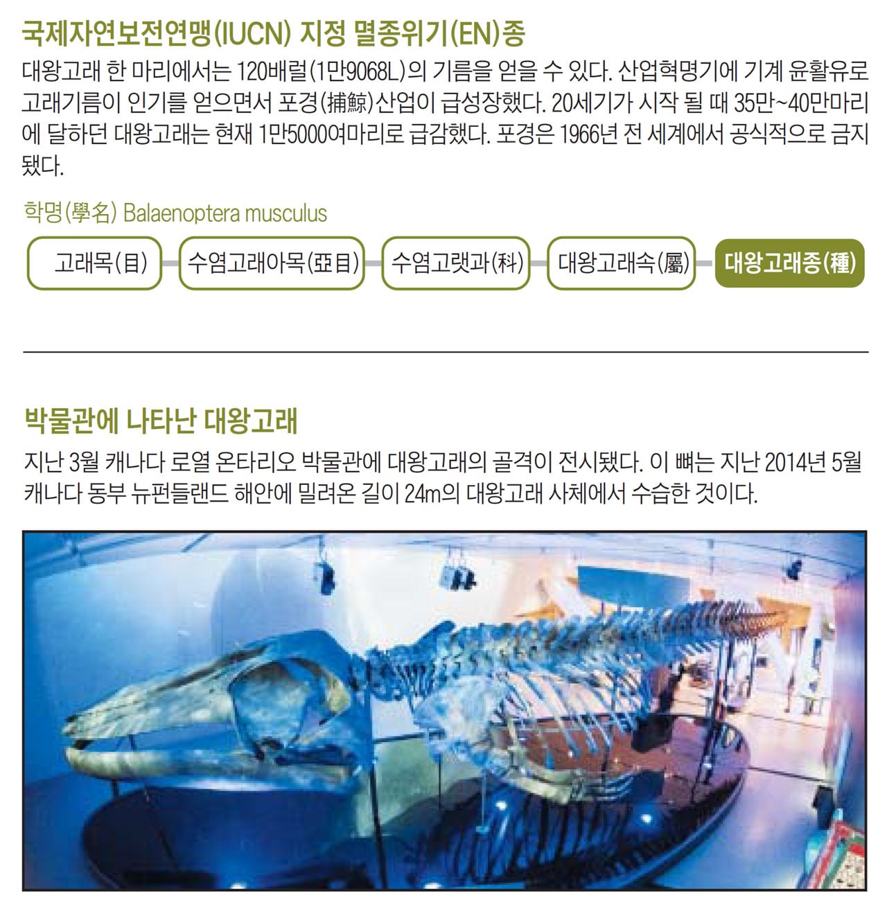 IF] 빙하기 덕에 폭풍 성장한 대왕고래 