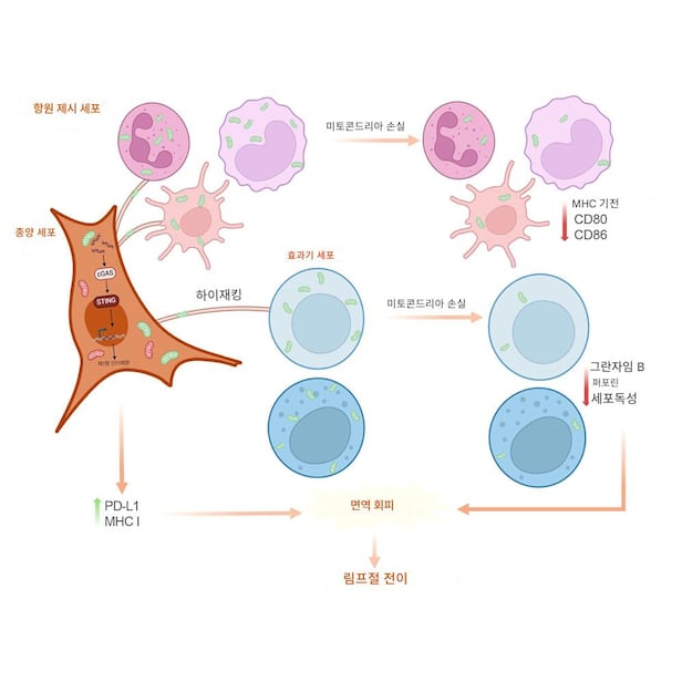 암세포가 여러 면역 세포에서 미토콘드리아를 탈취하면 PD-L1과 MHC1을 통한 면역 회피력은 높아지고(왼쪽 녹색 화살표), 반대로 면역 세포의 공격력은 떨어진다(오른쪽 붉은색)./Cell Metabolism