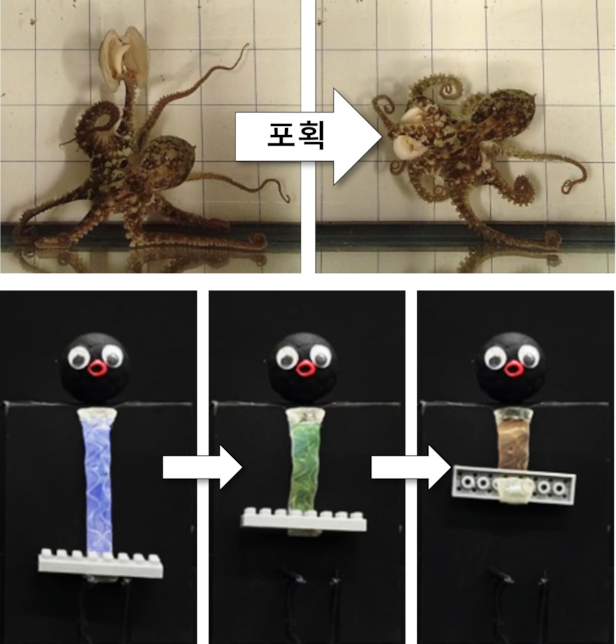 한국과학기술연구원 기능성복합소재연구센터 소속 김대윤 박사 연구팀이 개발한 소프트 로봇 ‘옥토이드’(OCTOID) 설명 자료./KIST