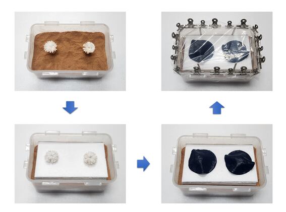 실제 세슘에 오염된 토양에 인공 식물 소자를 설치해 정화 실험을 진행했다./대구경북과학기술원(DGIST)