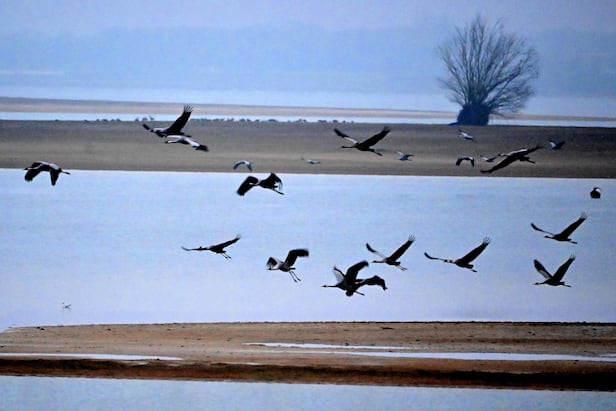 ‘가벼운 감기 수준’으로 여겨졌던 또 다른 조류 인플루엔자 바이러스 H9N2가 잠재적 팬데믹(세계적 대유행)을 일으킬 수 있다는 경고가 나왔다./AFP 연합뉴스