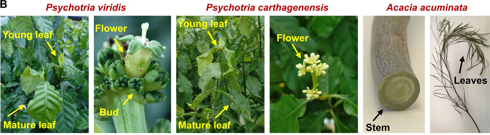does tobacco come from a plant How to Grow Tobacco Plant (Nicotiana) does tobacco come from a plant How to Grow Tobacco Plant (Nicotiana)
